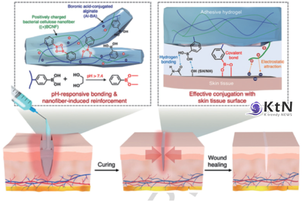 대봉엘에스, 세계 최초 피부친화 신기술로 상처 회복 및 피부 재생 기능 갖춘 신소재 개발, 유럽 수출 길 열어/사진=대봉엘에스, K trendy NEWS ⓒ케이 트렌디뉴스 무단전재 및 수집, 재배포금지