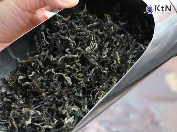 동방미인 찻잎 /사진=ⓒ원근희, K trendy NEWS DB ⓒ케이 트렌디뉴스 무단전재 및 수집, 재배포금지