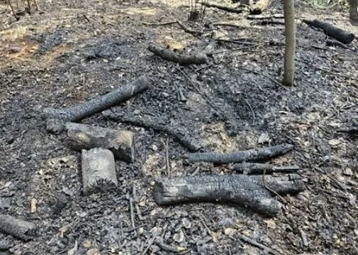 경북 산불로 21명 사망…진화 헬기 추락까지, 국가유산도 속수무책  사진=2025 03.26  천연기념물 ‘울주 목도 상록수림’ 피해 상황. 국가유산청 제공 K trendy NEWS DB ⓒ케이 트렌디뉴스 무단전재 및 수집, 재배포금지