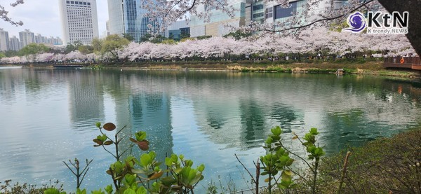 ‘4월 4일 → 8일’로 연기된 여의도 벚꽃축제, 이유는 ‘尹탄핵심판 선고일’  사진=2025 04.02  ( 잠실 석촌호수 벛꽃 사진 저작권= 김미순 작가)  K trendy NEWS DB ⓒ케이 트렌디뉴스 무단전재 및 수집, 재배포금지