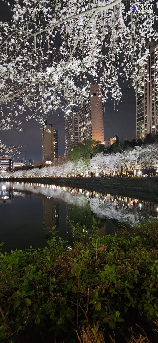 ‘4월 4일 → 8일’로 연기된 여의도 벚꽃축제, 이유는 ‘尹탄핵심판 선고일’  사진=2025 04.02  ( 잠실 석촌호수 벛꽃 사진 저작권= 김미순 작가)  K trendy NEWS DB ⓒ케이 트렌디뉴스 무단전재 및 수집, 재배포금지