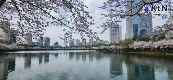 ‘4월 4일 → 8일’로 연기된 여의도 벚꽃축제, 이유는 ‘尹탄핵심판 선고일’  사진=2025 04.02  ( 잠실 석촌호수 벛꽃 사진 저작권= 김미순 작가)  K trendy NEWS DB ⓒ케이 트렌디뉴스 무단전재 및 수집, 재배포금지