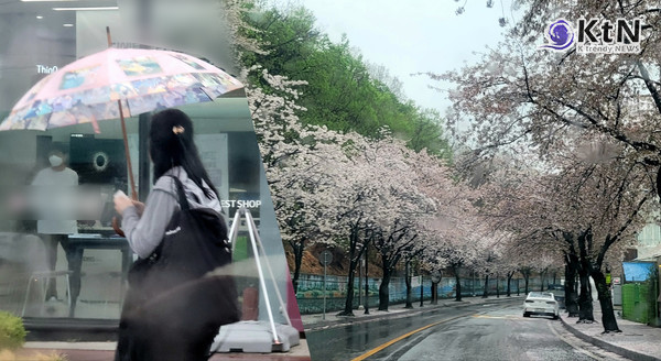 “벚꽃 만개 앞두고 비바람”…주말 전국 비· 강풍 예보, 식목일 ‘주의보’ 사진=2025 04.04  K trendy NEWS DB ⓒ케이 트렌디뉴스 무단전재 및 수집, 재배포금지