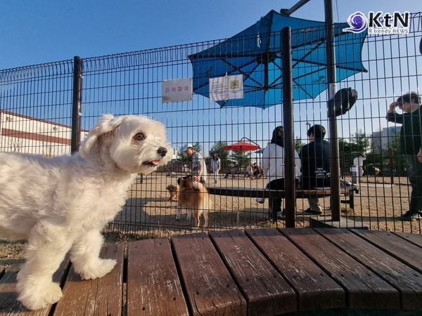  반려동물 산업이 급속도로 성장하고 있는 가운데, ‘소비 중심’ 반려문화에서 ‘책임 중심’ 반려문화로 전환하기 위한 공공적 개입의 사례로서도 의의가 있다. /사진=K trendy NEWS DB ⓒ케이 트렌디뉴스 무단전재 및 수집, 재배포금지