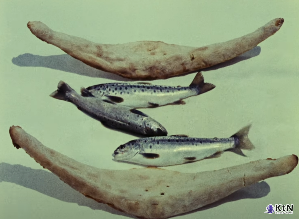 석류의 빛깔 The Color of Pomegranates Սայեաթ-Նովայ 세르게이 파라자노프 Sergei Parajanov. 사진=스틸 컷, K trendy NEWS DB ⓒ케이 트렌디뉴스 무단전재 및 수집, 재배포금지