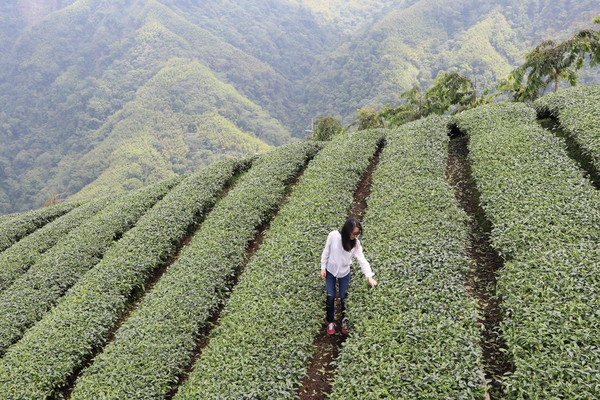 대만의 차밭/사진=ⓒ원근희-온넬, K trendy NEWS DB ⓒ케이 트렌디뉴스 무단전재 및 수집, 재배포금지