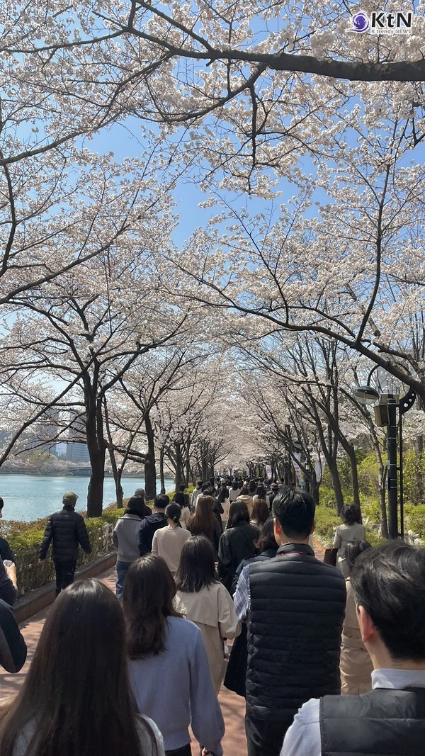 10일이나 일찍 터진 분홍빛 폭죽...오늘 전국에 '봄비'가 벚꽃 만개 시점 결정한다 [날씨] 사진=2026. 03.30  . 잠실 석촌호수 자료사진 벚꽃   K trendy NEWS DB ⓒ케이 트렌디뉴스 무단전재 및 수집, 재배포금지