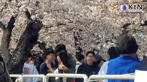 10일이나 일찍 터진 분홍빛 폭죽...오늘 전국에 '봄비'가 벚꽃 만개 시점 결정한다 [날씨] 사진=2026. 03.30  여의도 윤중로 자료사진 벚꽃   K trendy NEWS DB ⓒ케이 트렌디뉴스 무단전재 및 수집, 재배포금지