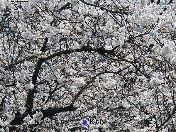 쌍계사 벛꽃 10리길의 만개한 벛꽃 (사진=조영식 기자)