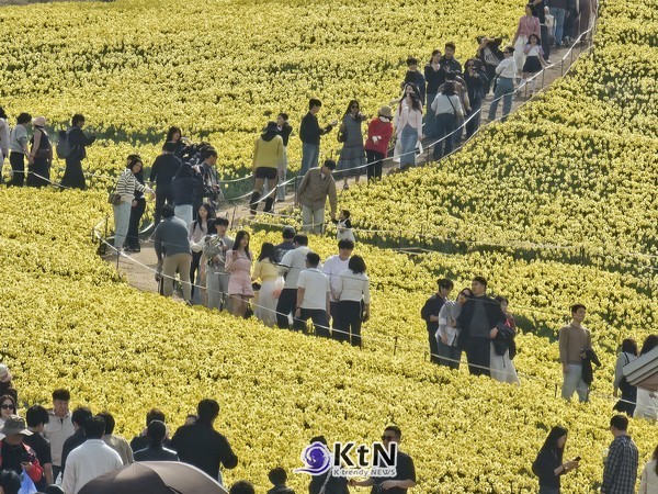 지리산 치즈랜드에 피어난 100만 그루 수선화 (사진=조영식 기자)