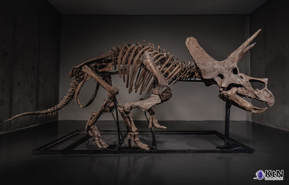 Triceratops Skeleton "Trey" Sells for a Record $5.5 Million USD on JOOPITER. 사진=JOOPITER, K trendy NEWS DB ⓒ케이 트렌디뉴스 무단전재 및 수집, 재배포금지