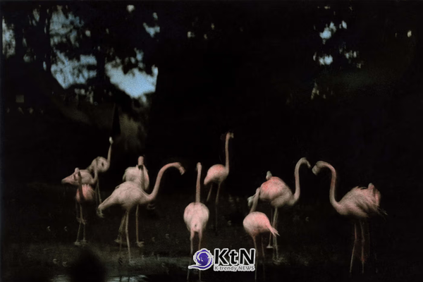밍 스미스(Ming Smith), ‘Flamingo Fandango (Painted)’, 1988. 작가 제공