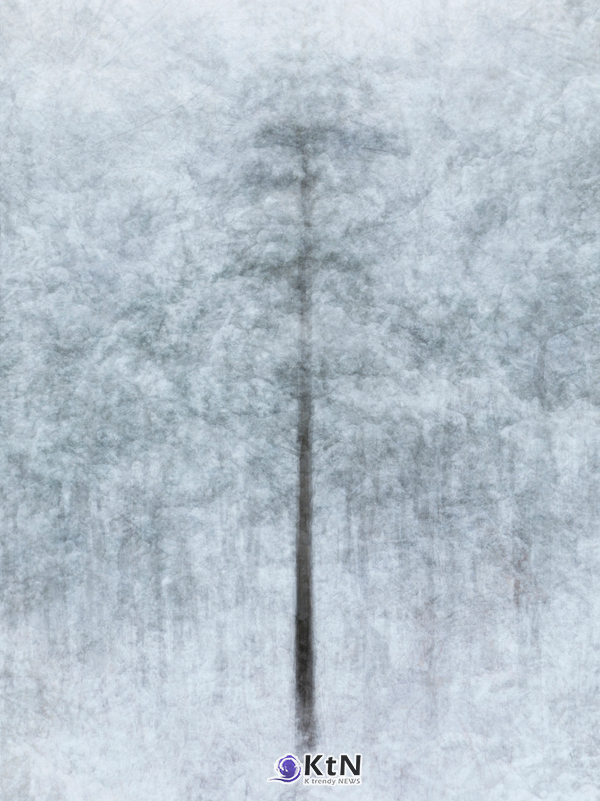 엄효용, ‘원미산 노르웨이가문비 겨울(wonmisan norway spruce winter)’, 2020, Pigment Print on Cotton Paper, 120×90㎝.