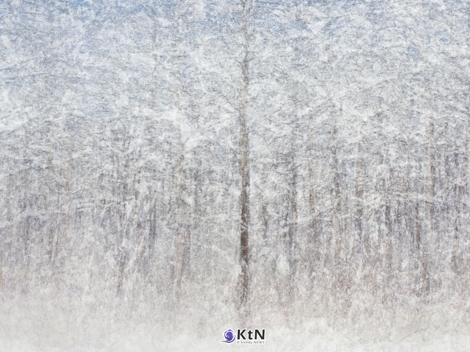 Jangseongcheon-gil pine tree winter 엄효용 2023 Pigment Print on Cotton Paper