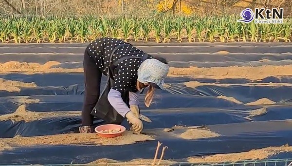 가을의 입구를 알리는 절기 '입추(立秋)'가 무색하게 한반도 전역을 집어삼킨 극한 폭염이 이어지고 있다. 상공에 갇힌 '이중 열돔(Heat Dome)' 현상으로 서울 일부 지역 기온이 비공식 40도를 돌파한 가운데, 주말을 기점으로 맹렬했던 더위 기세가 한풀 꺾일 전망이다.  사진=2026. 08.07 K trendy NEWS DB ⓒ케이 트렌디뉴스 무단전재 및 수집, 재배포금지