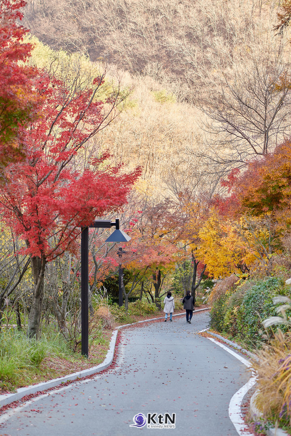 가을빛으로 물든 힐리언스 선마을. 계절마다 달라지는 종자산의 숲과 햇빛은 숙박의 배경에 머물지 않고 걷기와 휴식, 명상 등 머무는 동안의 생활과 연결된다. 사진=힐리언스 선마을 제공