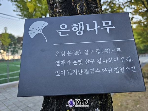은행나무 명찰 사례 (사진=조영식 기자)