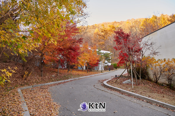 단풍으로 물든 힐리언스 선마을의 가을. 뚜렷한 사계절과 종자산의 산림은 걷기와 휴식, 숙박의 경험을 계절마다 다르게 구성하는 자연환경으로 이어진다. 사진=힐리언스 선마을 제공
